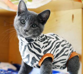 MISS WHISKERS -  Domestic Short Hair Cat for Adoption in San Clemente, California - MISS WHISKERS | PetCurious