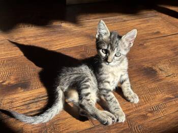 Rescue Tabby Cats for Adoption in Pasco, Washington - Scissors | PetCurious