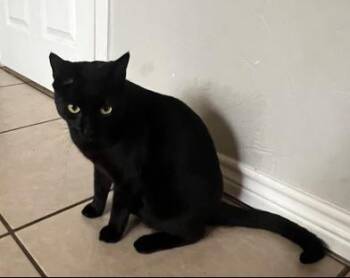 Domestic Short Hair Cats Available for Adoption - Starry | PetCurious