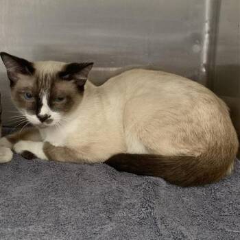 Jon-Ralphio -  Domestic Short Hair and Siamese Cat for Adoption in Long Beach, California - Jon-Ralphio | PetCurious