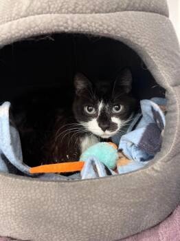 Roxana (Rocky) -  Domestic Short Hair Cat for Adoption in St. Cloud, Florida - Roxana (Rocky) | PetCurious