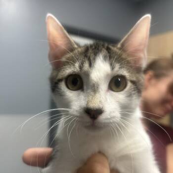 Munch -  Domestic Short Hair Cat for Adoption in Saint Joseph, Missouri - Munch | PetCurious