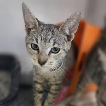 Rescue Domestic Short Hair Cats for Adoption in Houston, Texas - Alex | PetCurious