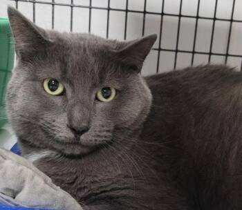 Domestic Short Hair Cats Available for Adoption in Fort Madison, Iowa - Smokey | PetCurious