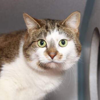 Domestic Short Hair Cats Available for Adoption in Evansville, Indiana - Poppy | PetCurious