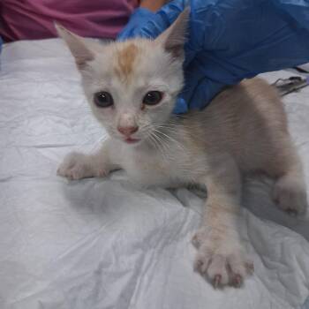 Sun -  Domestic Short Hair Cat for Adoption in Summerville, South Carolina - Sun | PetCurious