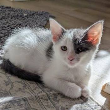 Phantom -  Domestic Short Hair Cat for Adoption in Wheaton, Illinois - Phantom | PetCurious