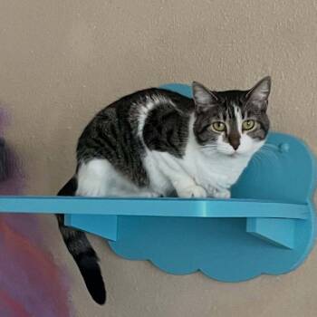 Rescue Domestic Short Hair Cats for Adoption in Albuquerque, New Mexico - Pearl | PetCurious