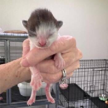 Bandit -  Domestic Short Hair Cat for Adoption in League City, Texas - Bandit | PetCurious