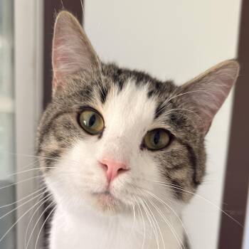 Bean Dip -  Domestic Short Hair Cat for Adoption in Auburn, Nebraska - Bean Dip | PetCurious