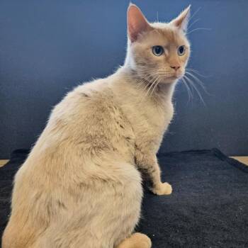 Casper -  Domestic Short Hair Cat for Adoption in Las Vegas, Nevada - Casper | PetCurious