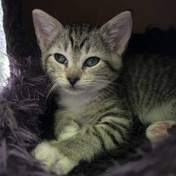 Endive -  American Shorthair Cat for Adoption in Huntsville, Alabama - Endive | PetCurious