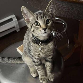 Rescue Domestic Short Hair Cats for Adoption in Lyle, Minnesota - Jack | PetCurious