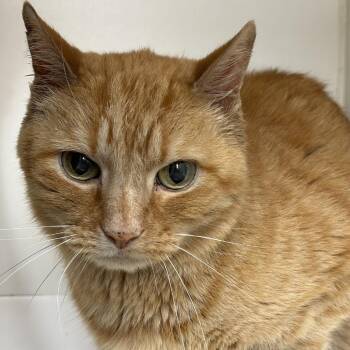 Tid Bit -  Domestic Short Hair Cat for Adoption in Champaign, Illinois - Tid Bit | PetCurious