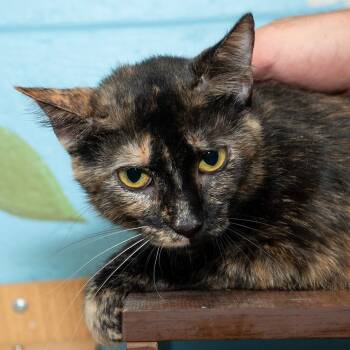Rescue Domestic Short Hair Cats for Adoption in Troy, Ohio - Sandy | PetCurious