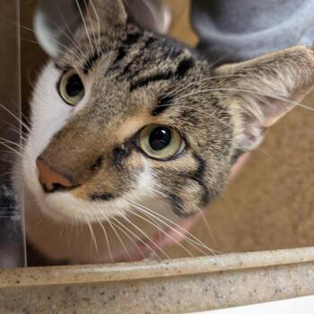 Richard Parker -  Domestic Short Hair Cat for Adoption in Baltimore, Maryland - Richard Parker | PetCurious