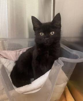 Zamboni -  Domestic Short Hair Cat for Adoption in Westland, Michigan - Zamboni | PetCurious