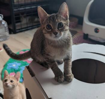 Bellini -  Domestic Short Hair Cat for Adoption in San Antonio, Texas - Bellini | PetCurious