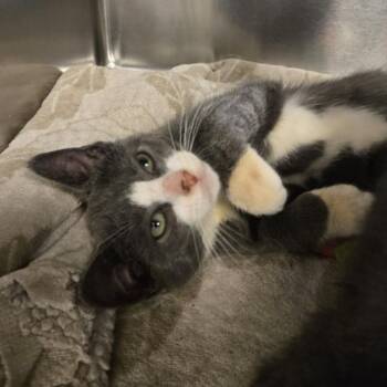Bailey -  Domestic Short Hair Cat for Adoption in Lemoyne, Pennsylvania - Bailey | PetCurious