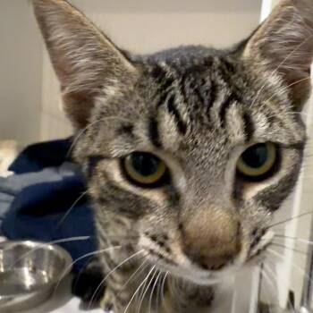 Leo -  Domestic Short Hair Cat for Adoption in Port Angeles, Washington - Leo | PetCurious