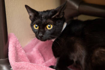 Rescue Domestic Short Hair Cats for Adoption in Maumee, Ohio - Pepsi | PetCurious