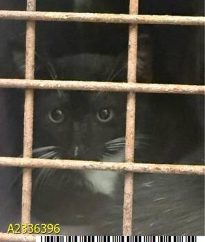 BOO -  Domestic Short Hair Cat for Adoption in West Palm Beach, Florida - BOO | PetCurious