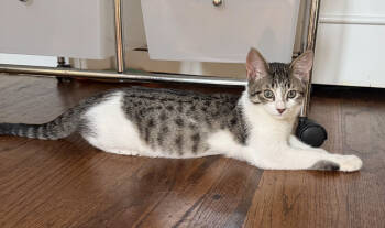 Rescue Domestic Short Hair Cats for Adoption in Bossier City, Louisiana - Tator | PetCurious