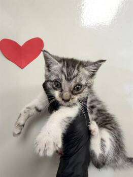 Domestic Short Hair Cats Available for Adoption in Ontario, California - ROSIE | PetCurious