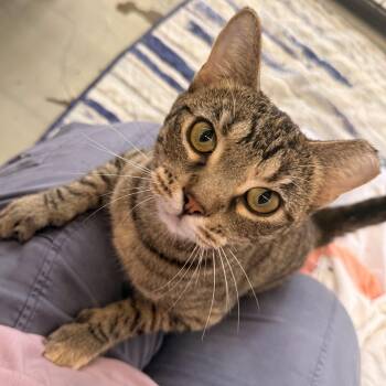Dee Dee -  Domestic Short Hair Cat for Adoption in St. Louis, Missouri - Dee Dee | PetCurious