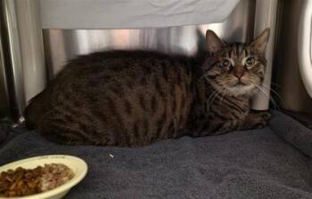 Le Pro des DVD -  Domestic Short Hair Cat for Adoption in Montreal, Quebec - Le Pro Des DVD | PetCurious