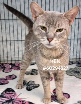 Tabby Cats Available for Adoption in Wilkes-barre, Pennsylvania - Ken | PetCurious
