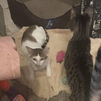Mrs. Muffet -  Domestic Short Hair Cat for Adoption in League City, Texas - Mrs. Muffet | PetCurious