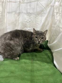 Domestic Short Hair Cats Available for Adoption in Winter Haven, Florida - HUGO | PetCurious
