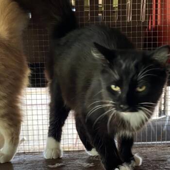 Kamik (Boots) -  Maine Coon Cat for Adoption in Folsom, Louisiana - Kamik (Boots) | PetCurious
