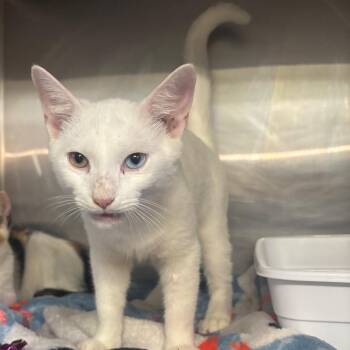 Sorenzo -  Domestic Short Hair Cat for Adoption in Hinesville, Georgia - Sorenzo | PetCurious