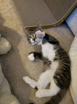 Bill & Ted *Bonded* -  Domestic Short Hair Cat for Adoption in Herndon, Virginia - Bill & Ted *Bonded* | PetCurious