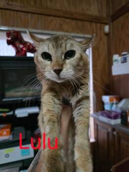 Rescue Highland Fold Cats for Adoption in Zimmerman, Minnesota - Lulu | PetCurious