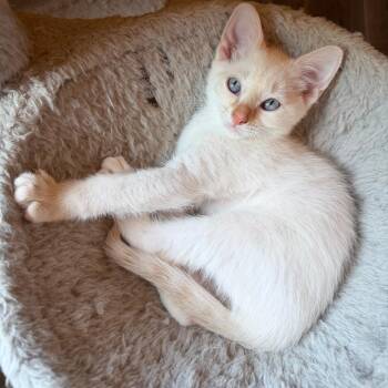Sonnie, Stewie, Max -  Domestic Short Hair Cat for Adoption in Beaumont, Texas - Sonnie, Stewie, Max | PetCurious
