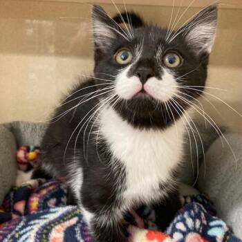 Scone -  Domestic Short Hair Cat for Adoption in Attica, New York - Scone | PetCurious