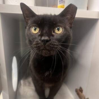 Doe- Must Apply in Person ! -  Extra Toes Cat Hemingway Polydactyl Cat for Adoption in Georgetown, Kentucky - Doe- Must Apply In Person ! | PetCurious