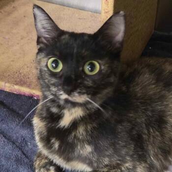 Bonnie -  Domestic Short Hair Cat for Adoption in Matteson, Illinois - Bonnie | PetCurious