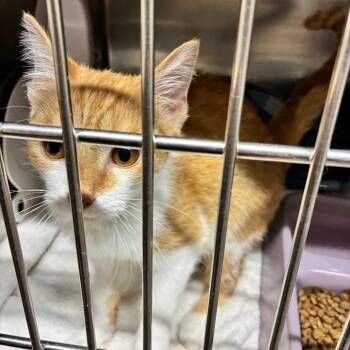 Candy Corn -  Domestic Short Hair Cat for Adoption - Candy Corn | PetCurious