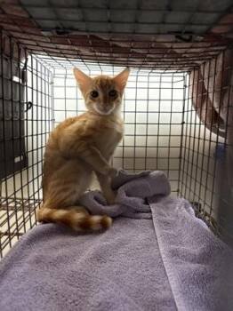 Small Fry -  Domestic Short Hair Cat for Adoption in Honolulu, Hawaii - Small Fry | PetCurious