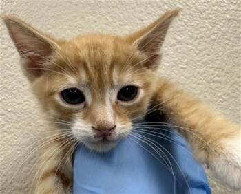Domestic Medium Hair Cats Available for Adoption in Las Vegas, Nevada - DARREN | PetCurious
