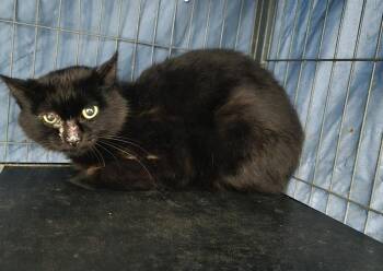 Rizzo -  Domestic Short Hair Cat for Adoption in Dickson, Tennessee - Rizzo | PetCurious