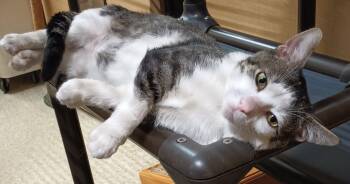 Domestic Short Hair Cats Available for Adoption in Herndon, Virginia - JoJo | PetCurious