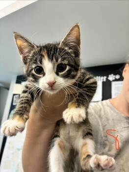 Cocoa -  Domestic Short Hair Cat for Adoption in Caro, Michigan - Cocoa | PetCurious