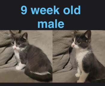 Domestic Short Hair Cats Available for Adoption in Mustang, Oklahoma - Fern | PetCurious