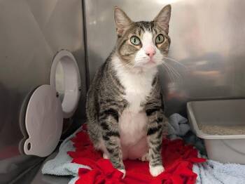 Rescue Domestic Short Hair Cats for Adoption in Kent, Washington - BENNY | PetCurious