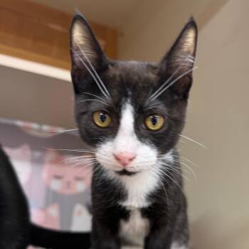 Shinto -  Domestic Short Hair Cat for Adoption in Buffalo, New York - Shinto | PetCurious